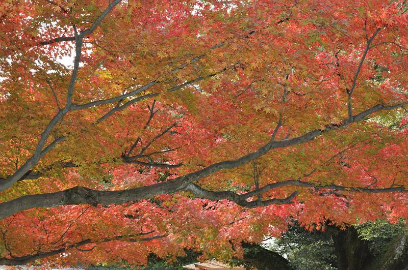 foto_20101114_1136_01.jpg - [de]Das Herbstlaub ist hier genauso schön, wie in anderen Gegenden.[en]The autumn leafs are as beautiful as in other areas in Japan.