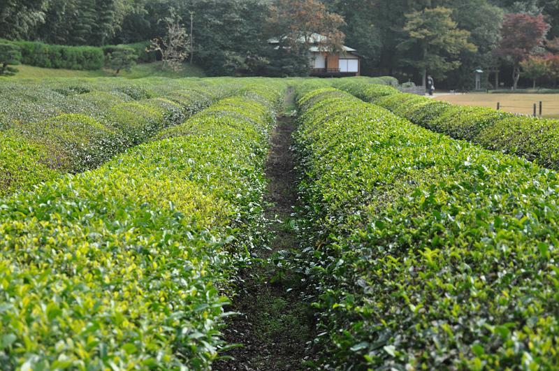 foto_20101114_1154_01.jpg - [de]Eine kleine Teeplantage gehört auch mit zu dem Garten.[en]A small tea field also is part of this garden.