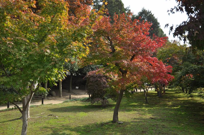 foto_20101114_1203_02.jpg - [de]Verschiedene Stadien von Herbstlaub.[en]Different stages of autumn leaf colors.