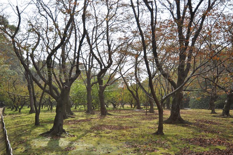 foto_20101114_1205_01.jpg - [de]Unter diesen Kirschbäumen ist im Frühjahr bestimmt die Hölle los.[en]I am sure it gets very crowded below those cherry trees for the cherry blossom.