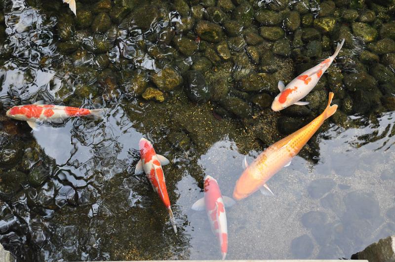 foto_20101114_1247_02.jpg - [de]Die Kois dürfen natürlich in keinem Teich fehlen.[en]Kois can not be missing from such a pond.