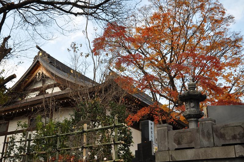 foto_20101115_1330_01.jpg - [de]Die Sonne lässt das Dach und die Blätter richtig schön leuchten.[en]The sun gets the roof and leafs to shine very nicely.