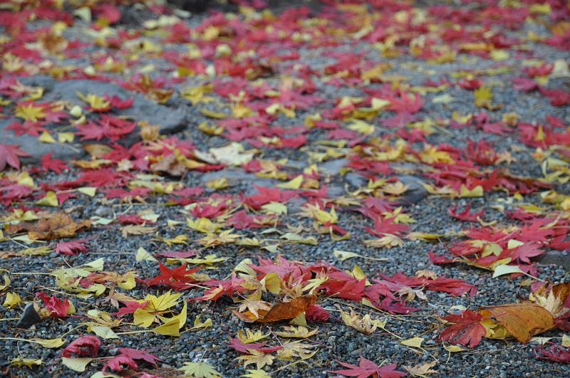 foto_20101115_1353_02.jpg - [de]Buntes Herbstlaub.[en]Colorful autumn leafs.