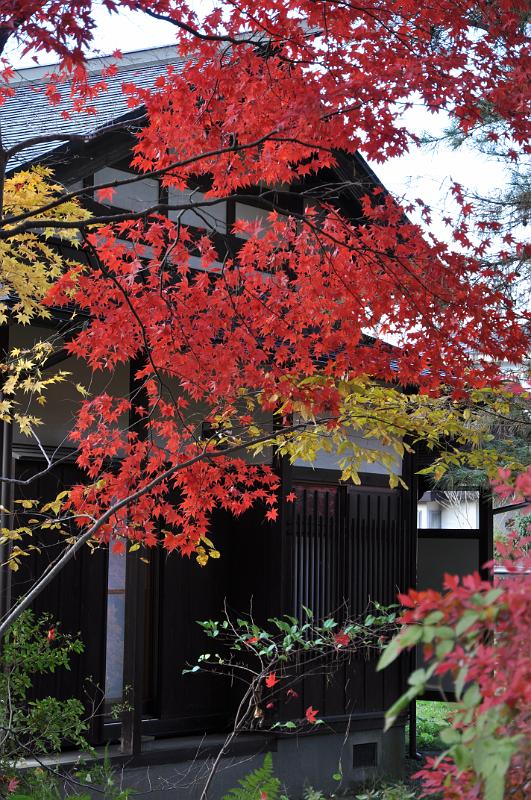 foto_20101115_1357_01.jpg - [de]Intensives rotes Herbstlaub sieht man hier sehr viel.[en]You see a lot of those intense red autumn leafs.