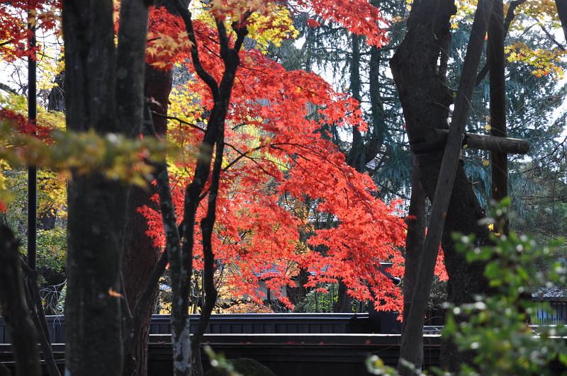 foto_20101115_1359_04.jpg - [de]Und wieder ein brillianter Ahornbaum.[en]And another brilliant maple tree.