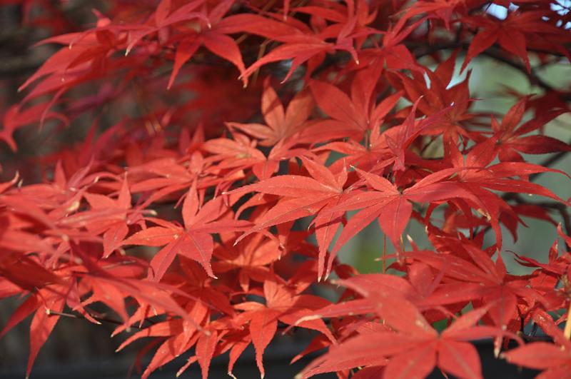 foto_20101115_1408_02.jpg - [de]Rote Blätter im Detail.[en]Red leaf detail.