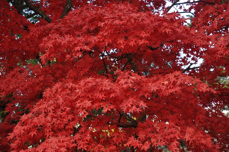 foto_20101115_1425_01.jpg - [de]Ein schöner roter Baum.[en]A very nice red tree.