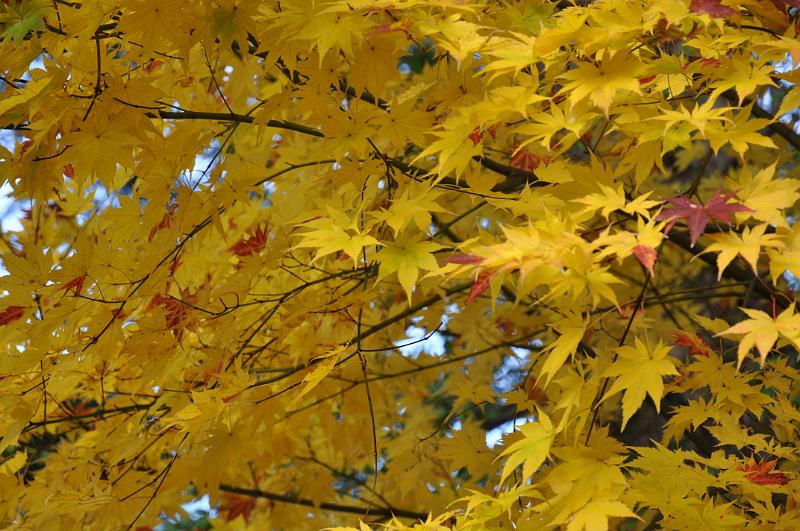 foto_20101115_1426_01.jpg - [de]Direkt neben einem schönen gelben Baum.[en]Next to a nice yellow tree.