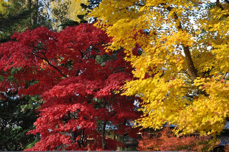 foto_20101115_1428_02.jpg - [de]Zusammen ergeben die beiden Bäume einen tollen Kontrast.[en]Both trees have a great looking contrast.