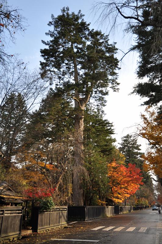 foto_20101115_1430_01.jpg - [de]Solch hohe und alten Kiefern findet man nicht so häufig.[en]Such a tall and high pine tree is hard to find, at least standalone.