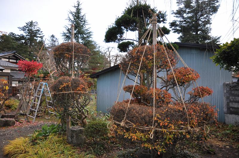 foto_20101115_1449_01.jpg - [de]Die Bäume werden später mit Brettern vor dem Schnee geschützt.[en]The trees will be protected from the snow by planks on those ropes.