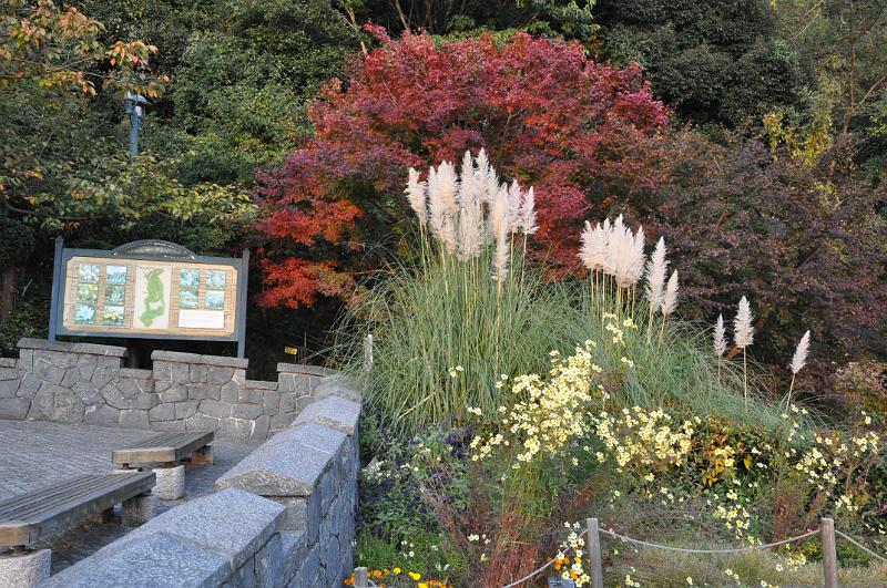 foto_20101107_1631_01.jpg - [de]Nette Farbkombination im Garten.[en]Nice combination of colors in the garden.