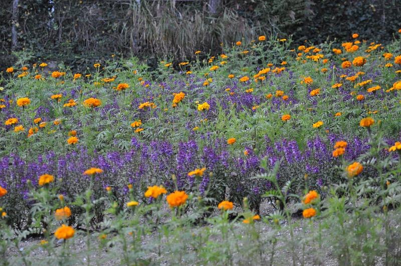 foto_20101107_1636_01.jpg - [de]Hier gibt es viele bunte Blumenfelder.[en]This garden has a lot of colorful flower fields.
