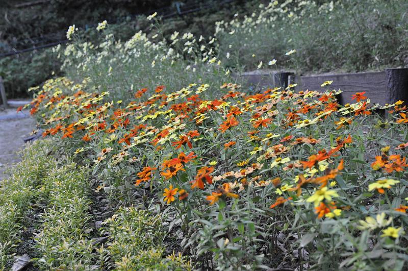 foto_20101107_1640_01.jpg - [de]Weitere Blumen in einer anderen Farbkombination.[en]More flowers with a different combination of colors.