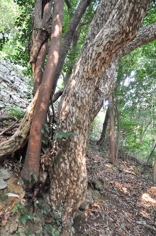 foto_20101108_1219_01.jpg - [de]Interessante Rinde gibt es an manchen Bäumen.[en]This tree has some interesting bark.