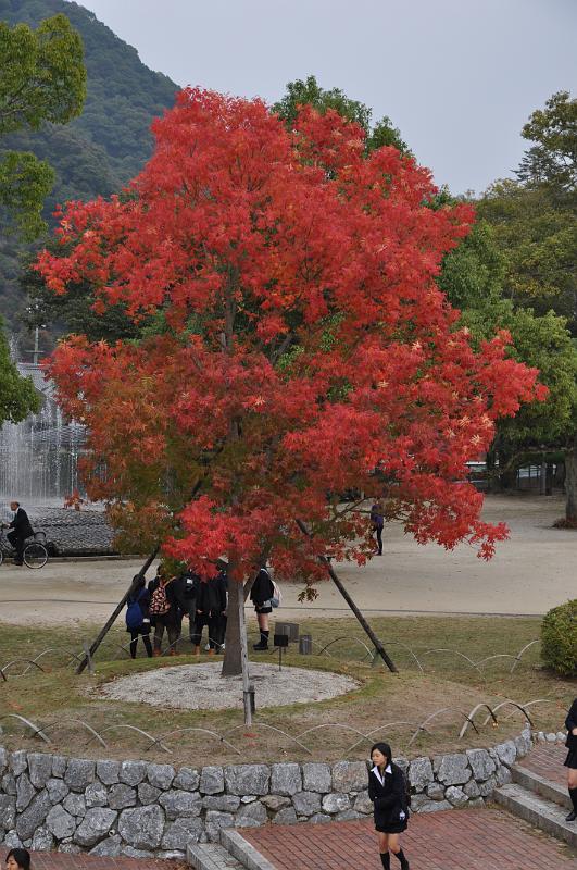 foto_20101108_1300_01.jpg - [de]Und nochmal so ein richtig schönes Rot.[en]A real nice red is featured by that tree.
