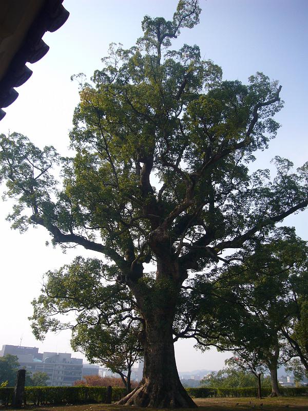 foto_20101111_1105_01.jpg - [de]Ein schöner alter Baum steht im Schlossgarten.[en]A nice old tree is sitting in the castle garden.