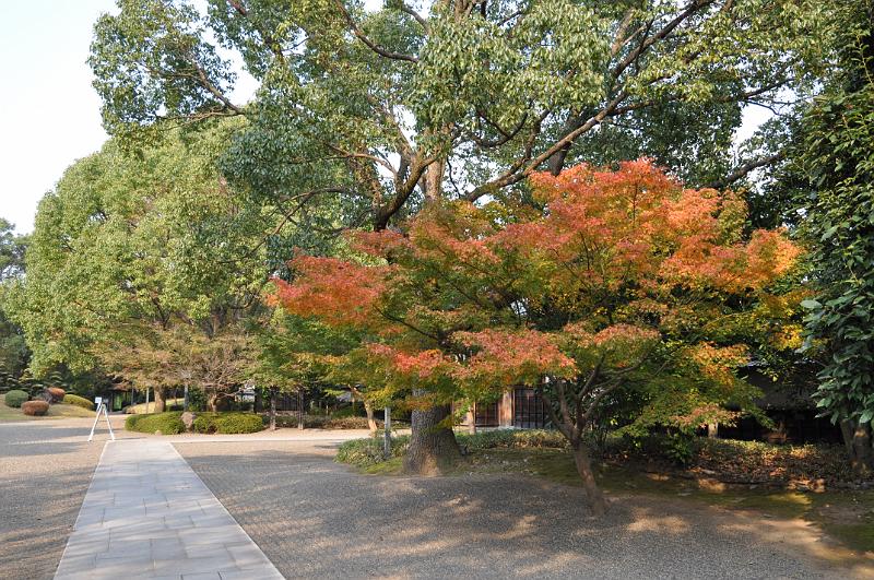 foto_20101111_1426_01.jpg - [de]Ein schöner Herbstgruss findet sich in diesem schönen Baum.[en]Seasons greeting from this nicely colored tree.