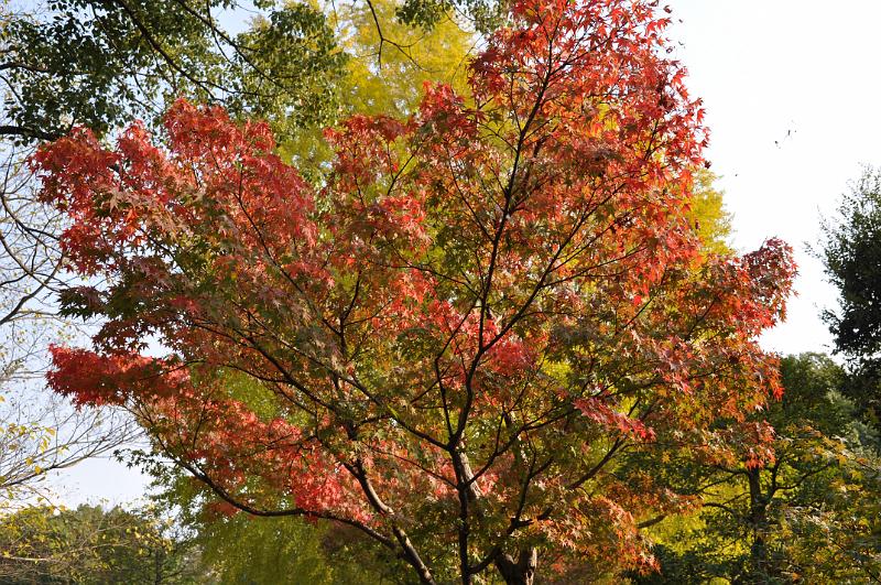 foto_20101111_1447_02.jpg - [de]Aber es muss immer genug Zeit für schöne Bäume sein.[en]But there's always enough time for nice autumn leafs.
