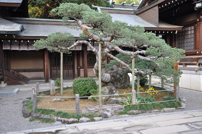 foto_20101111_1537_01.jpg - [de]Ein alter aber würdevoller Baum.[en]An old but very honorable tree.