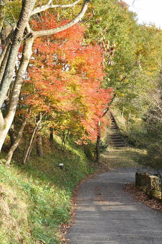 foto_20101112_1559_01.jpg - [de]Kein Ryokan, das nicht auch wunderschöne Ahornbäume hätte.[en]Every ryokan has at least a couple of those bright maple trees.
