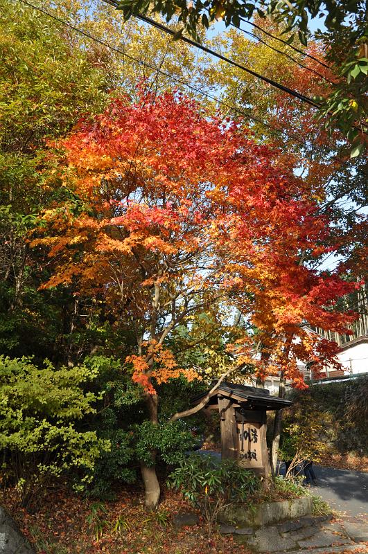 foto_20101112_1559_03.jpg - [de]Am schönsten wirken die Farben natürlich im Kontrast.[en]The bright colors are enjoyed best with a certain contrast.