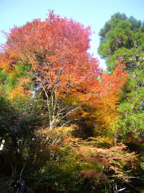 foto_20101112_1609_04.jpg - [de]Der Baum leuchtet, als ob er brennen würde.[en]The tree's colors look like it's burning.