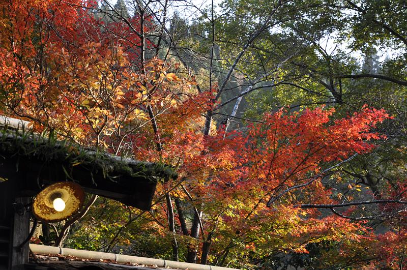 foto_20101112_1610_04.jpg - [de]Interessante Kontraste mit der alten Lampe.[en]An interesting contrast between the tree and the old lamp.