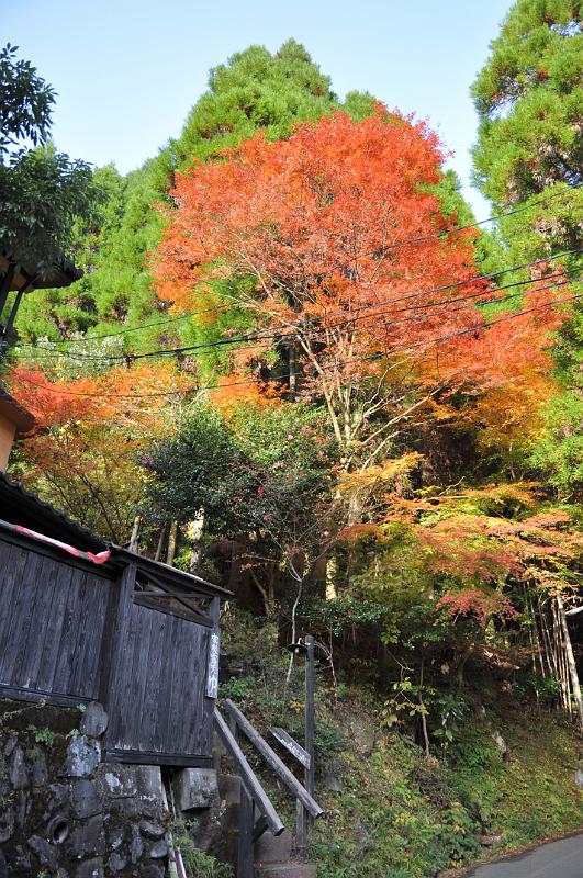 foto_20101112_1611_01.jpg - [de]Leuchtende Bäume, wohin man sieht.[en]Bright trees where ever you are looking.