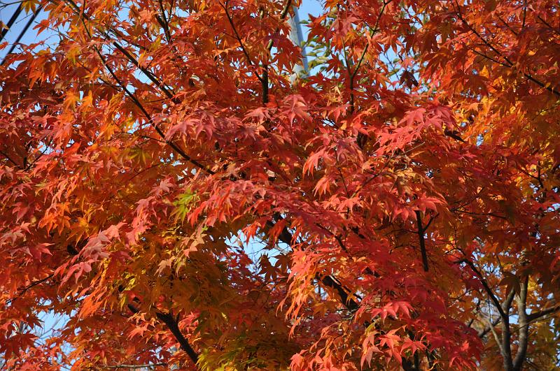 foto_20101112_1619_02.jpg - [de]Ahornblätter in voller Pracht.[en]Maple leafs in full and bright detail.