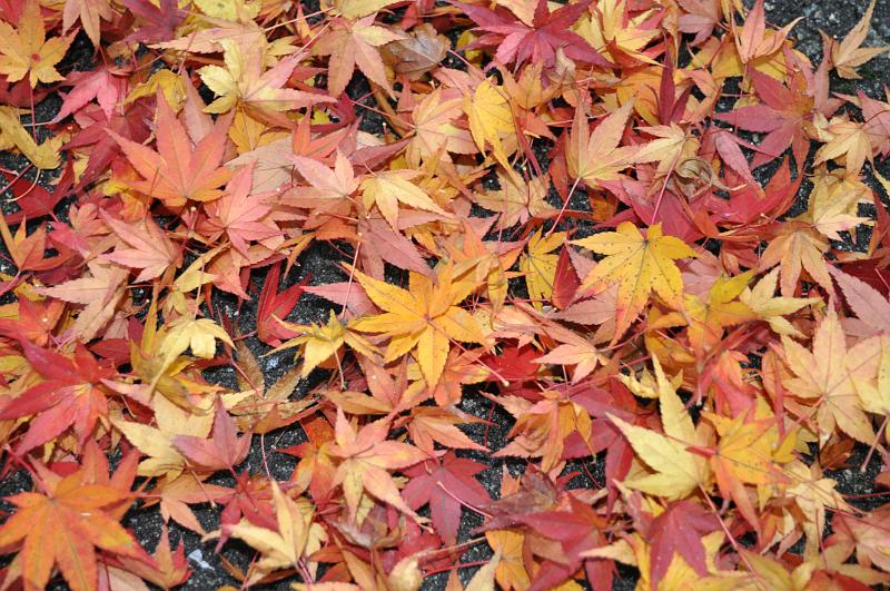 foto_20101112_1650_02.jpg - [de]Herbstlaub am Boden kann auch schön aussehen.[en]Autumn leafs on the ground also have their charm.