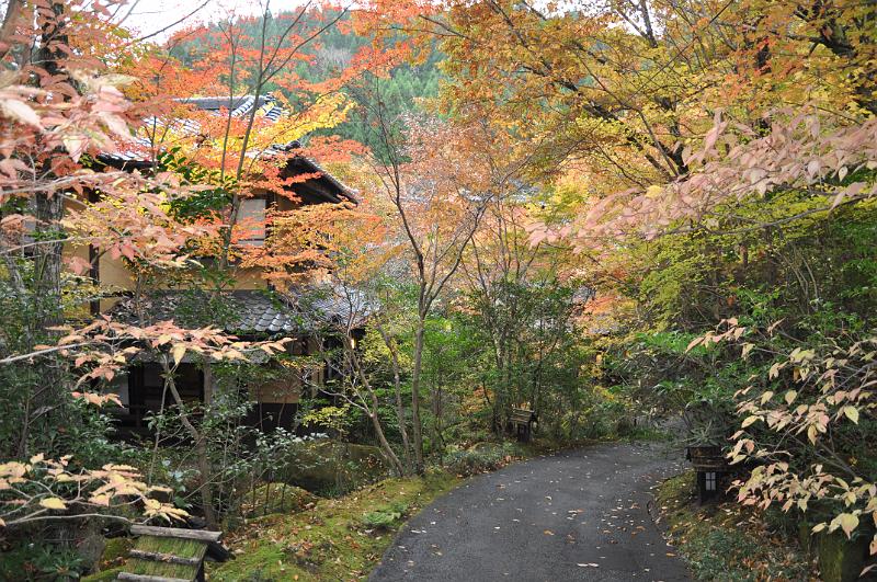 foto_20101113_0956_01.jpg - [de]Mehr Herbstlaub geht fast nicht.[en]It's almost impossible to have more autumn leafs.